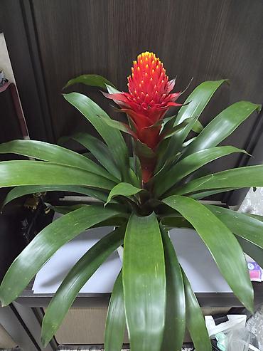 Декабристы: Декабристы (Schlumbergera) в горшках. - Окраска цветков: белая (на — 22