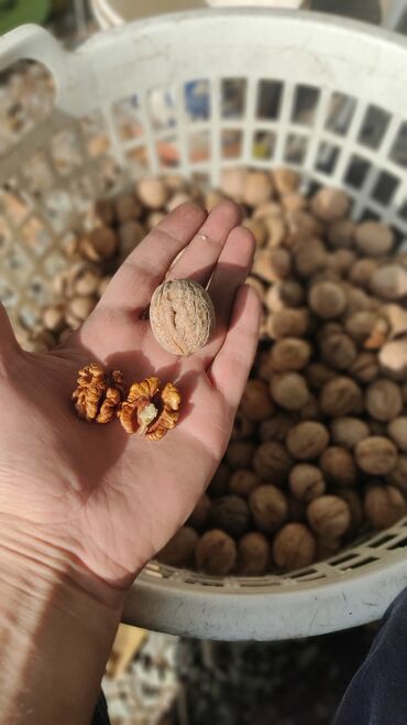 грецкий орех в кыргызстане: Орехи грецкие домашние