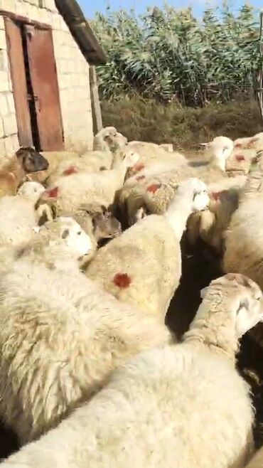 Qoyunlar, qoçlar: Dişi, il: 1, 50 kq, Damazlıq, Ünvandan götürmə — 2