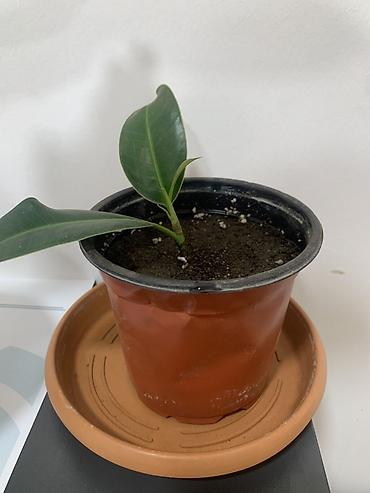 suni ağac: Fikus elastica (rezin ağacı) şitili – saksıda - Bitki: Ficus elastica — 2