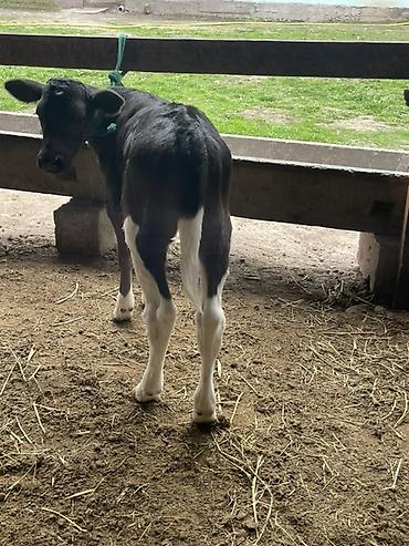 Коровы, быки: Продаю | Бык (самец), Тёлка | Для разведения — 17