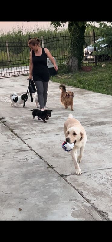 Psi: Hotel za pse Ideal Da li planirate putovanje, posao ili odmor, a ne — 5