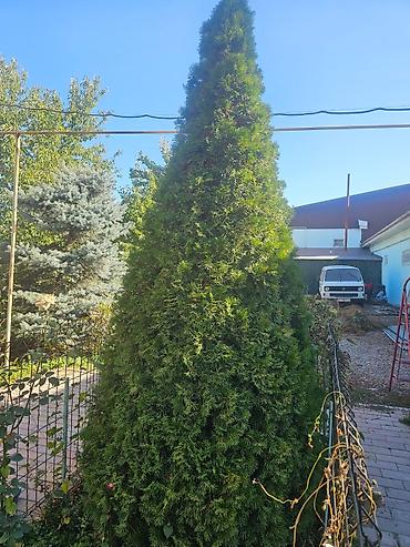🌲 Продаётся взрослая туя — 3–3,5 м! Красивая, густая, зелёная. Растёт
