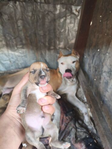 İtlər: Pitbul, 1 ay, Ünvandan götürmə, Rayonlara çatdırılma, Pulsuz çatdırılma — 8