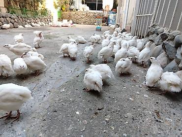 pudel qiymeti: Bildirçin, tam sağlamdır qiymeti 1.50 — 4