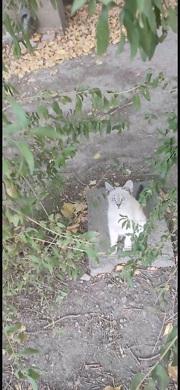 сабаки бесплатно: Котята ищут дом! 🐱❤️ даром Котята живут на улице и очень нуждаются в — 2