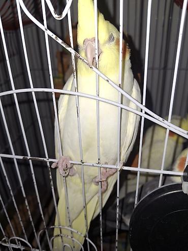 Nymph parakit (Cockatiel) – sarı rəng çalarında, başda uclu ç Crest