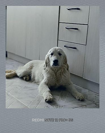 Продажа собак: Ретривер, 5 месяцев, Самка — 8