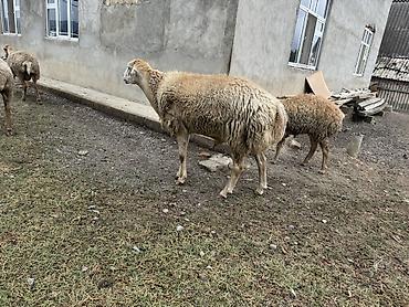 cuce ve xoruz temsil: Özünə damazlıq heyvan axtaranlar elaqe saxlasın qiymet 4ünə aiddir — 1