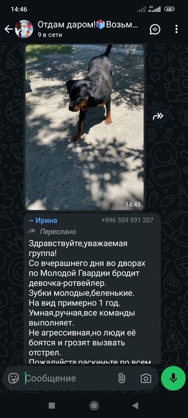 порода собак чау чау цена: Ит бекер берилет: 1 жаш, Ургаачы