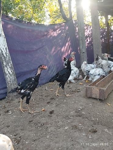 Продам с/х животных: Продаю | Цыплята | Бойцовая | Для разведения — 2