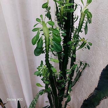 сансуй: Комнатные растения в горшках — набор 1) Спатифиллум (Spathiphyllum) в — 2