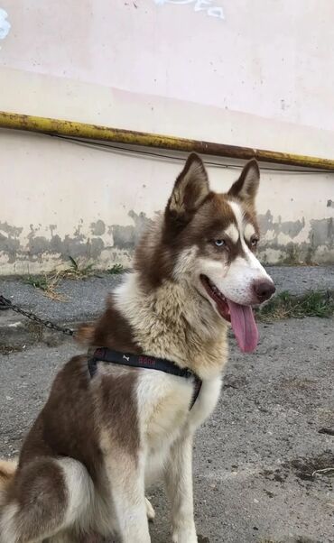 xaski itler: Xaski, 2 il, Erkek, Peyvəndli, Ünvandan götürmə