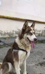 xacmaz heyvan bazari: Xaski, 2 il, Erkek, Peyvəndli, Ünvandan götürmə