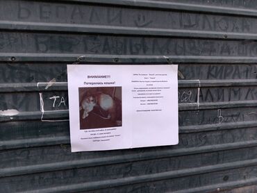 объявления о найденных животных: Жоголгон : Породасыз, Ургаачы