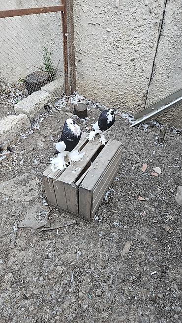 sevgi qusu: Pomerianlar hazır bala verən cütlərdi erkək bozquyruqdu maya isə tam — 4