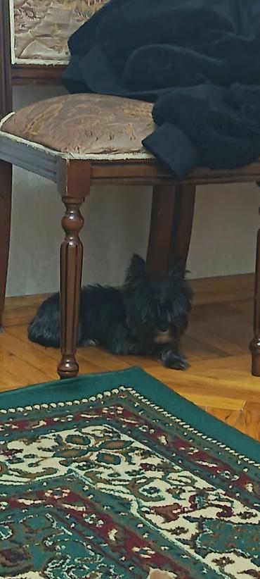 york terrier: Yorkşir teryer, 10 ay, Dişi, Cütləşmə üçün — 1