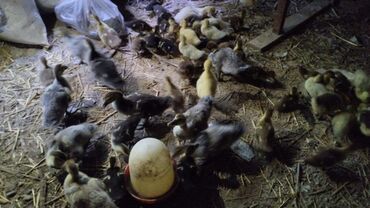 Ördəklər: Erkək, | Lal ördək, Macar, Damazlıq