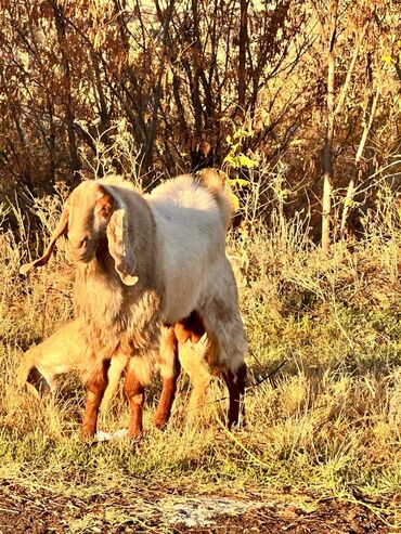 вислаухие котята: Сатам | Теке (эркек) | Нубий | Көбөйтүү үчүн | Асыл тукумдуу
