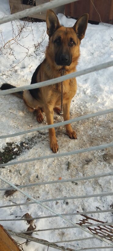Продажа собак: Продаю восточной европейские овчарки самка и кобель по 3,5 года щенок — 9