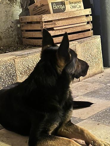 alman afcarka: Alman çoban iti, 4 ay, Dişi, Peyvəndli — 1