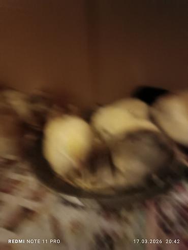 Cücələr: Toyuq cücələri, Ətlik, Ünvandan götürmə — 6