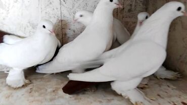 бойцовая птица: Голуби голубей птицы для свадеб выпускных ритуалов торжеств