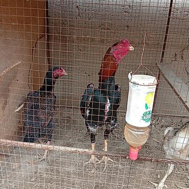 Куры, петухи: Продаю | Цыплята | Для разведения — 8