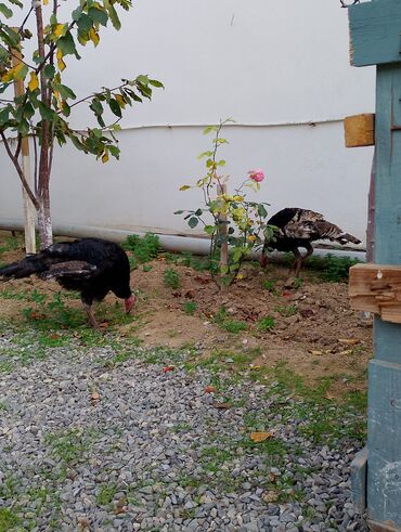 Cücələr: Hinduşka cücələri, Damazlıq — 25