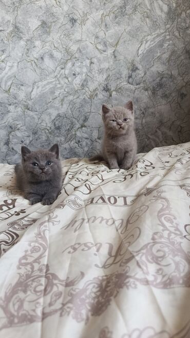 pişik satılır: Шотландская, Самец, В добрые руки, Самовывоз