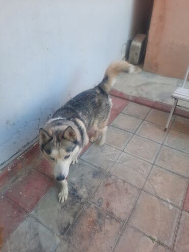 котенка в добрые руки: Xaski, 6 il, Cütləşmə üçün