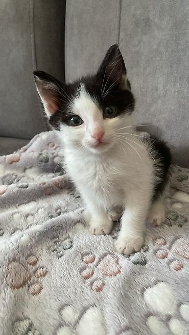 Pişiklər: Erkək, Yaxşı əllərə — 8