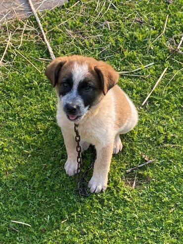 İtlər: Alabay, 1 ay, Erkek, Cütləşmə üçün, Ünvandan götürmə — 7