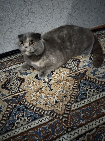 отдам в хорошие руки: Кошка породы Шотланская вислаухая. Кошка срочно продаётся 1 год 3