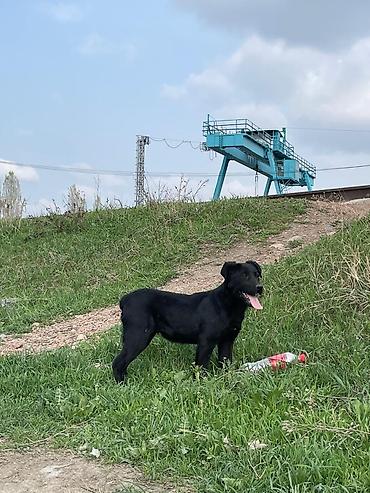 Отдам даром собаку: Собака даром: 3 месяца, Самка — 4