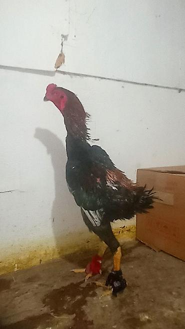 it satisi afcarka: Xoruz, Heyratı, il: 1, Ünvandan götürmə — 1