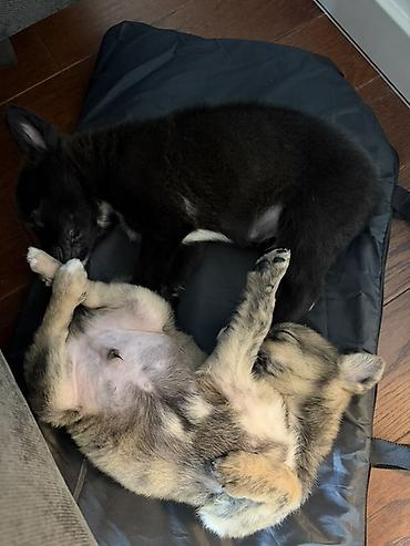 Psi: Štene pronađeno pored kontejnera za udomljavanje – mešanac, crne dlake — 3