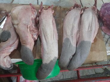 живая рыба: Продам говяжий язык! Оптом в розницу цена за 1 кг