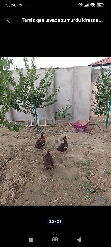 ördekler: Bu ordeylerin mayalı yumurtaları catilir — 9