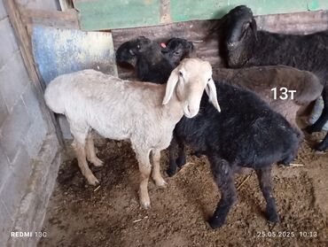 гончая собака: Продаю | Баран (самец) | На забой