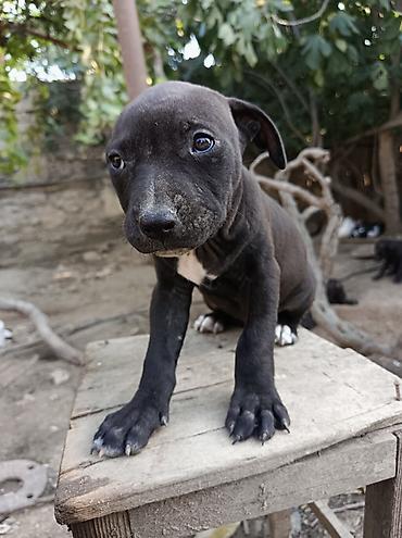 İtlər: Pitbul, 2 ay, Erkək — 4