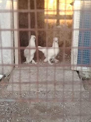 kend cuceleri: Toyuq, Damazlıq, Ünvandan götürmə — 4