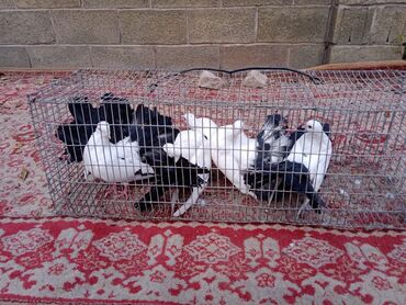 Птицы: Продаю, Чернохвостых Павлинов,проглистованы и.т.д.(пол) голубей не — 8