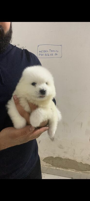 coban iti sekilleri: Samoyed, Erkek, Ödənişli çatdırılma