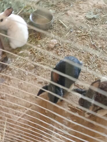 формы декоративного камня: Молодые крольчата разных окрасов - Породы/типы: декоративные кролики at lalafo.kg формы декоративного камня: Молодые крольчата разных окрасов - Породы/типы: декоративные кролики