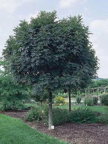 Chestnut saplings: Саженцы — 3