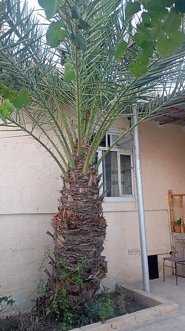 ev gulleri ve adları: Xurma xurması (Phoenix dactylifera) palma ağacı - Hündürlüyü — 5