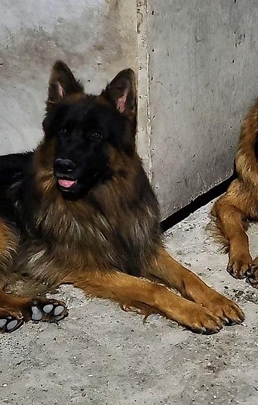 doberman balasi satilir: Alman çoban iti, 1 ay, Ünvandan götürmə, Ödənişli çatdırılma — 9