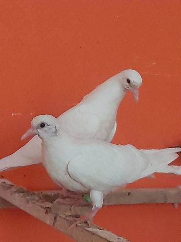 göyərçinler: 1 cüt köhne Bakı quşlarının balası satılır cütü 15 manata barterde — 1