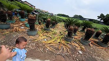 Пальмы: Сага цикасовая (Cycas revoluta) в кадках - Декоративные взрослые — 5